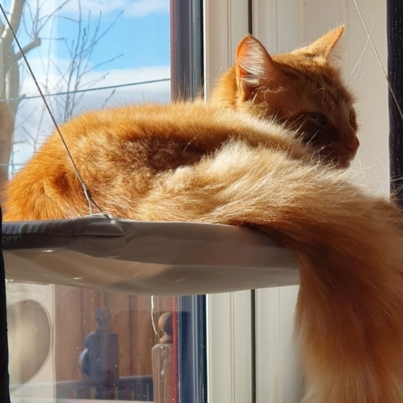 CatNap Other - Window Hanging Cat Napper Bed